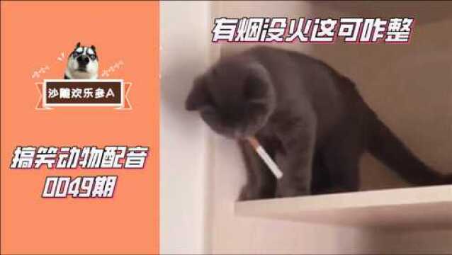 搞笑动物配音:这世界真神奇,猫吸烟找火,小猪集体蹦迪