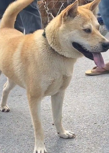 中華田園犬廣西土獵犬啊黃