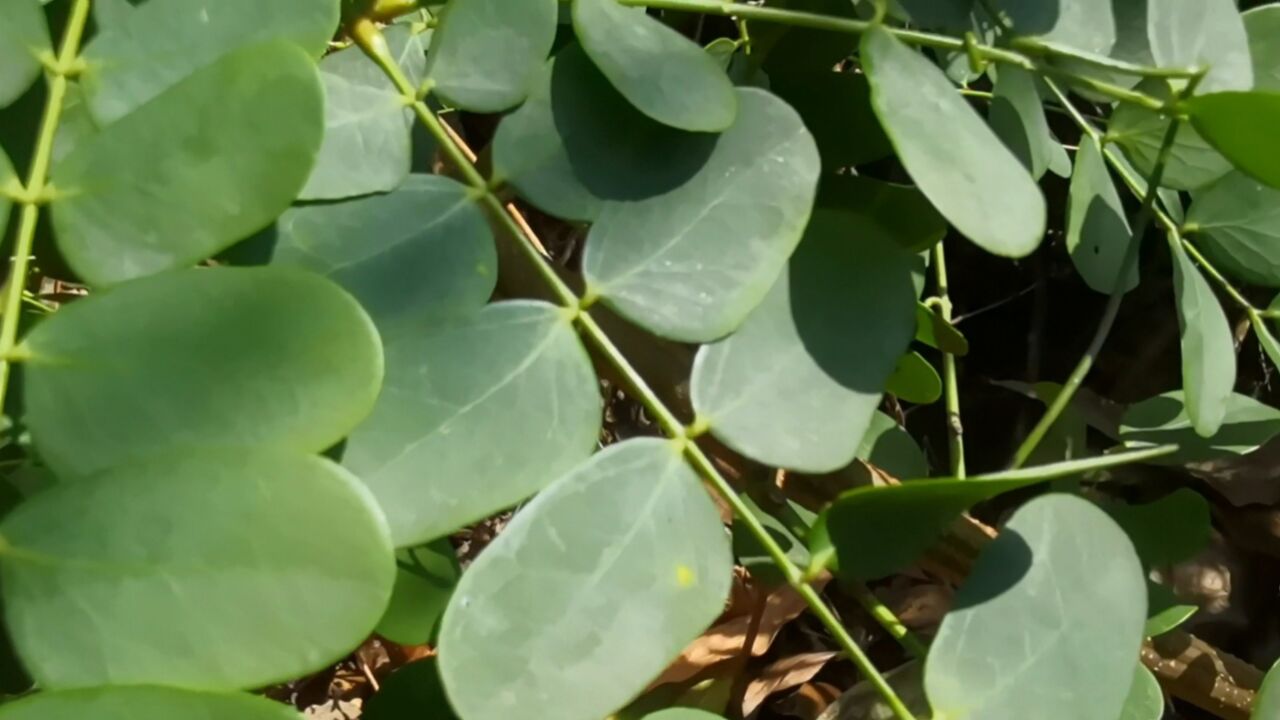这种植物叶子长得很漂亮,它叫天香藤,一种野生中草