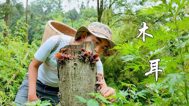 雨季,路边发现一桩野生木耳,摘回家做个鸡蛋木耳汤