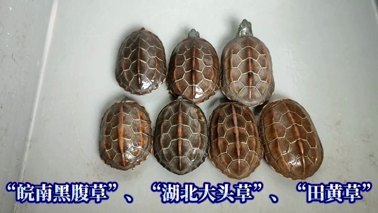 苏北金线草,皖南黑腹草,湖北大头草,它们共同的名字都叫中华草龟,草龟
