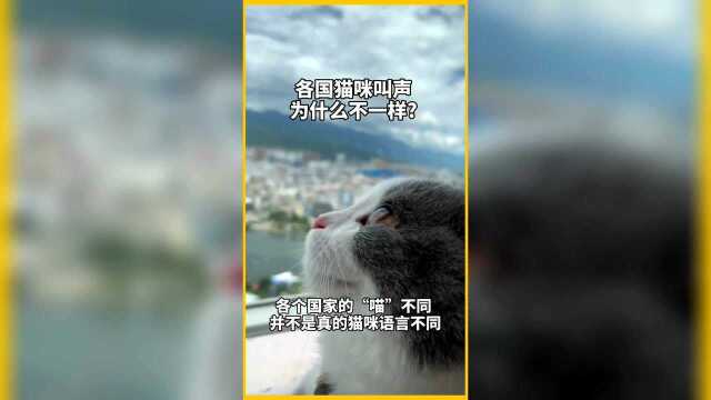 不同国家的猫咪为什么叫声不一样?他们之间能交流吗?