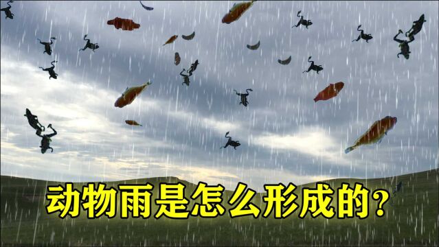 上千只青蛙从天而降!叹为观止的“动物雨”,究竟是怎么形成的?