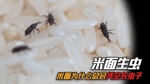 为什么超市里的米面不生虫,买回家后就生虫?生虫的米面还能吃吗#“知识抢先知”征稿大赛#