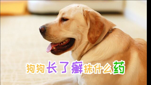 狗狗长了癣抹什么药