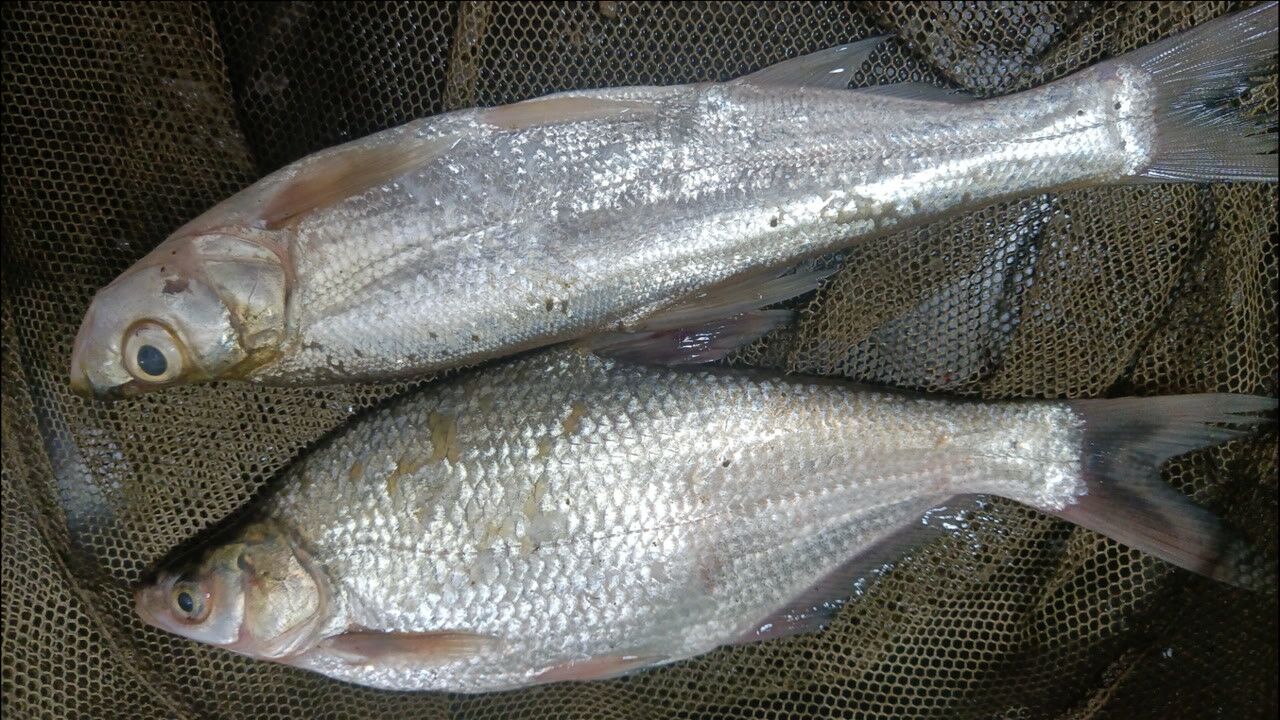 鳊鱼翘嘴泳层多变,打浮抓不到口,就用这种钓法,一变应万变