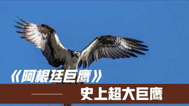 地球史上超大巨鹰,阿根廷巨鹰就像是“神雕”的一比一复刻