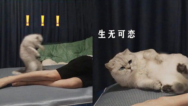 连汤带汁?铲屎官3连炸屁直接蹦飞小猫咪,猫:你这是拉了吧?