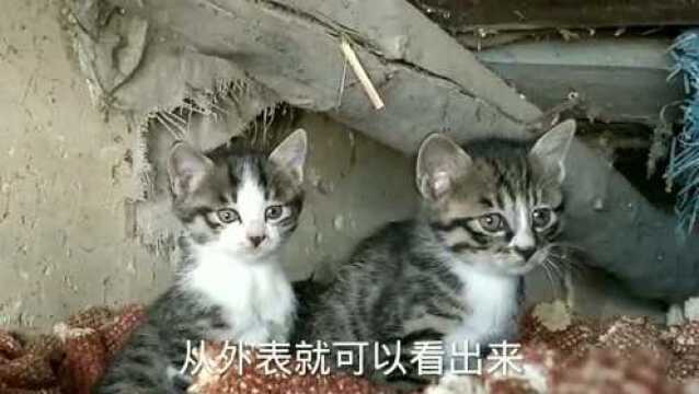 你知道怎么区分:南方猫与北方猫吗?