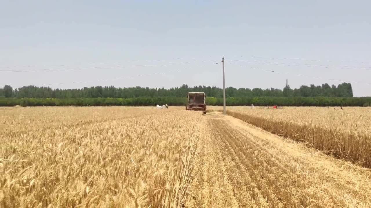 实拍：割麦机收割小麦过程机器的轰鸣声，响彻麦地割完直接拉回家，赶紧去看看吧！_高清1080P在线观看平台_腾讯视频