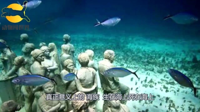 真正意义上的“海族”,生在海上死在海上,背后的原因却让人心酸