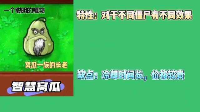 植物大战僵尸:窝瓜一族的长老:智慧窝瓜