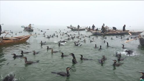 实拍农村鱼鹰捕鱼人，渔民和100多只鱼鹰一起捕鱼，大鱼随便抓