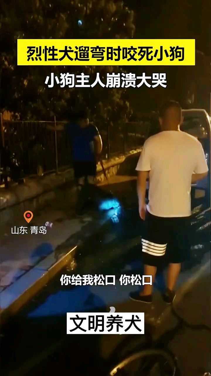 大狗突然死死咬住小狗不松口，直到将其咬死，小狗主人崩溃大哭_腾讯视频