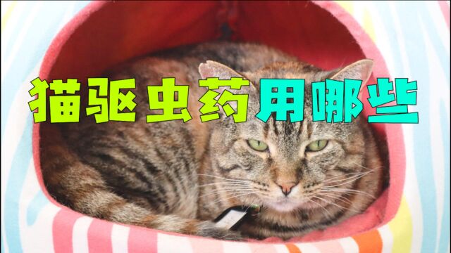 猫驱虫药用哪些