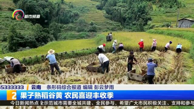 果子熟稻谷黄,农民喜迎丰收季