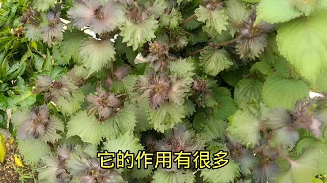 紫苏加生姜泡水厉害了,老一辈人留下来的方法,解决很多男女烦恼