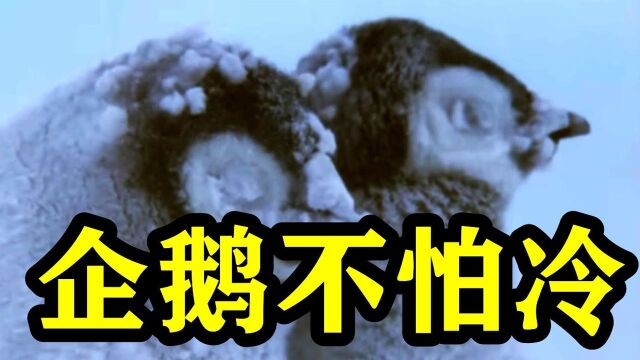 南极被冰雪覆盖,企鹅为什么不怕冷?原来是这点好!#知识ˆ’知识抢先知#