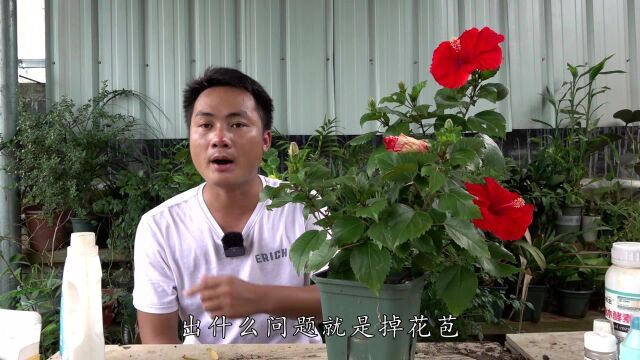 扶桑花也会掉花苞,4点是花期“禁忌”碰不得