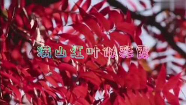 【音画制作】《满山红叶似彩霞》重温经典