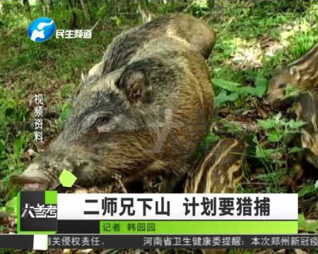 河南信阳:野猪频繁出没破坏庄稼,相关部门计划猎捕