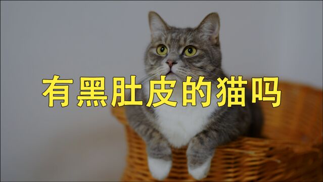 为什么黑白猫都是上黑下白?就不能反过来?