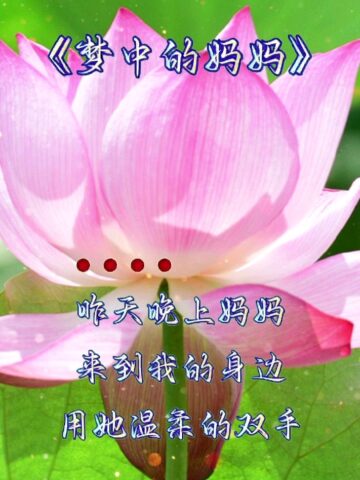 梦中的妈妈 腾讯网