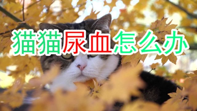 猫猫尿血怎么办