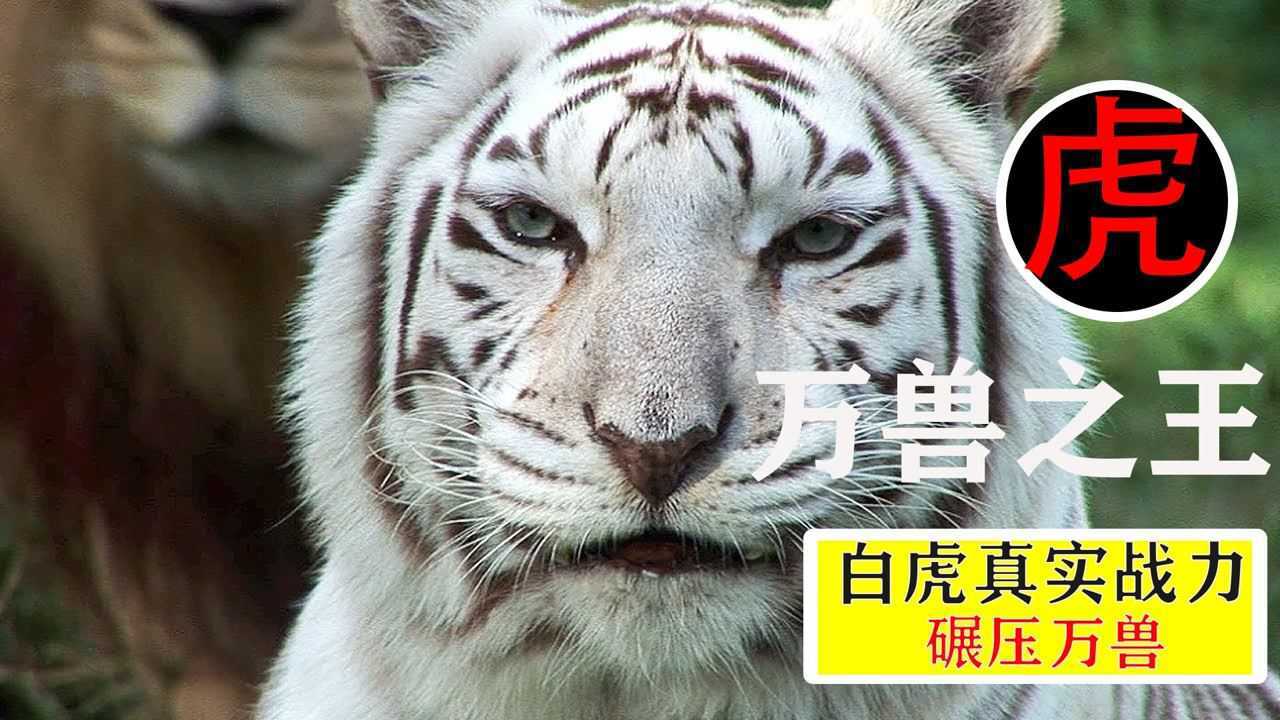 白虎是怎么来的？它在虎群里地位有多高？战斗力直接秒杀两头狮子！#知识π计划-知识抢先知#_高清