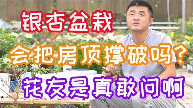 银杏盆栽会把房顶撑破吗?花友是真敢问啊.老花医每日一答.