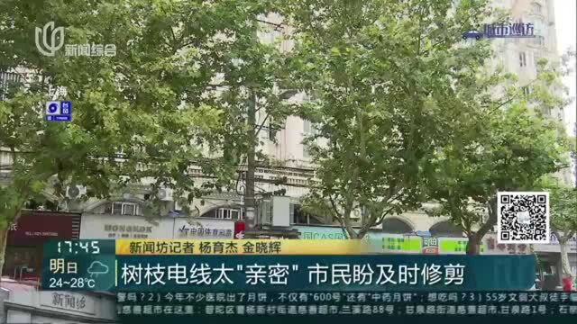 树枝电线太“亲密”市民盼及时修剪