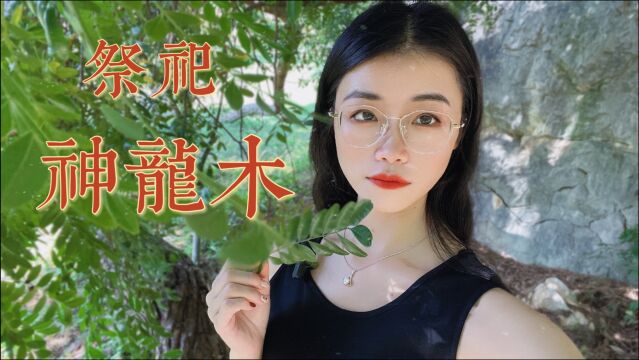 它是古老的石灰岩地貌植物,也是富裕一方的“清香木”,价值珍贵