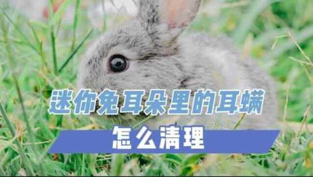 迷你兔耳朵里的耳螨怎么清理