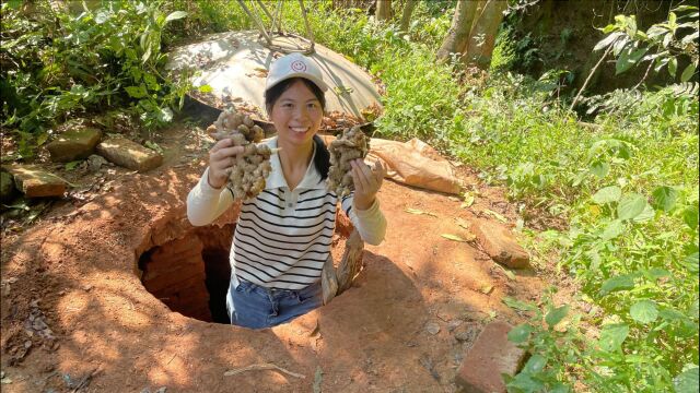 小秀地窖拿小黄姜,农村新鲜无公害的生姜,网友们买的就是放心