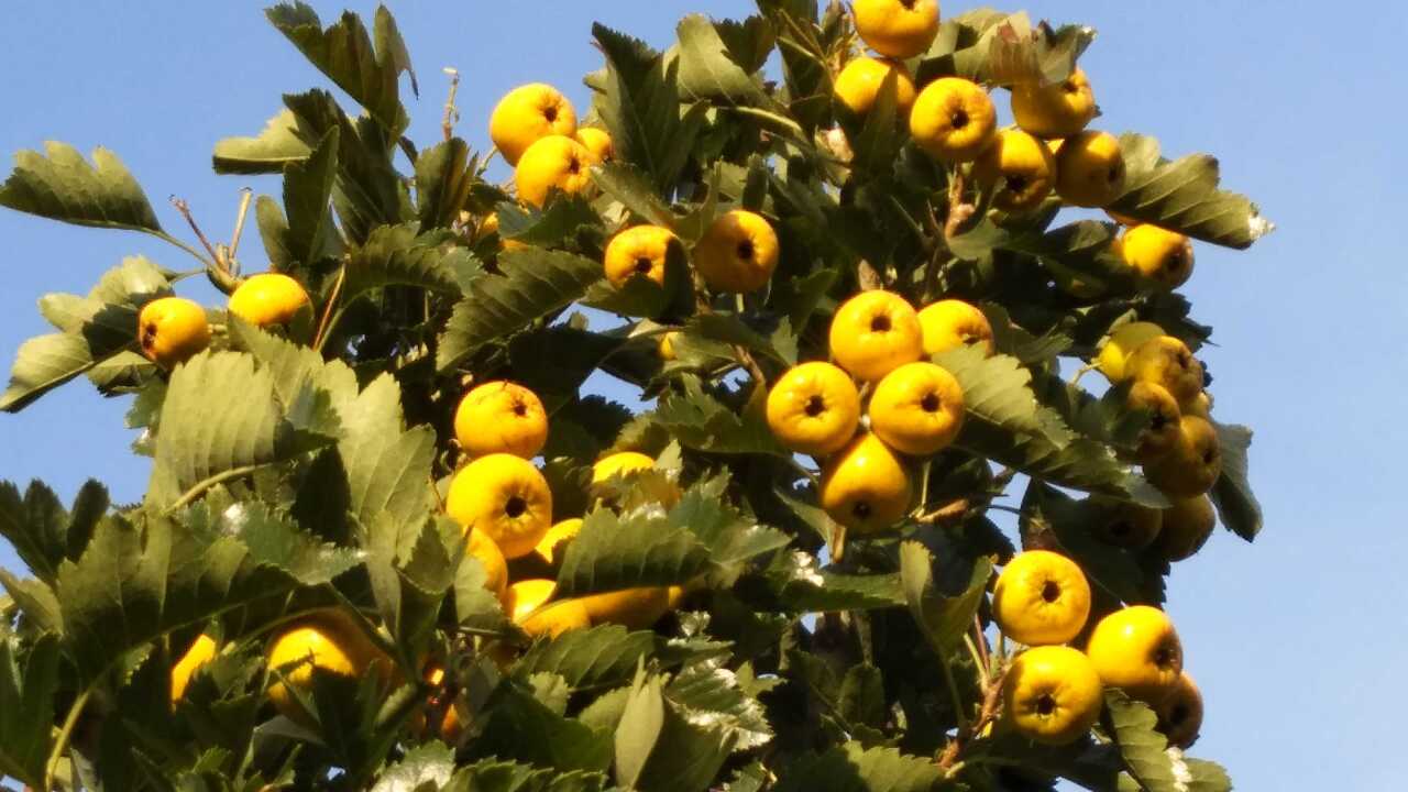 【费县果业微课】山楂新秀——金如意
