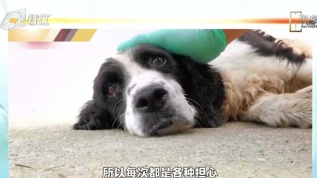 汶川地震救援最后一只搜救犬冰洁离世