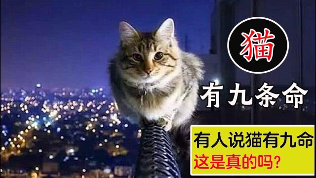 有人说猫有九条命,这是真的吗?