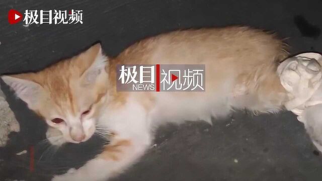 用户上传多段残忍虐猫视频,涉事平台:已封号