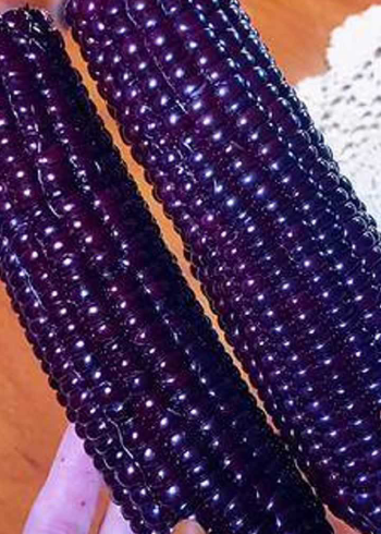 黑玉米被称为玉米界的黑珍珠,香甜软糯还能拉丝,营养又健康就是好吃