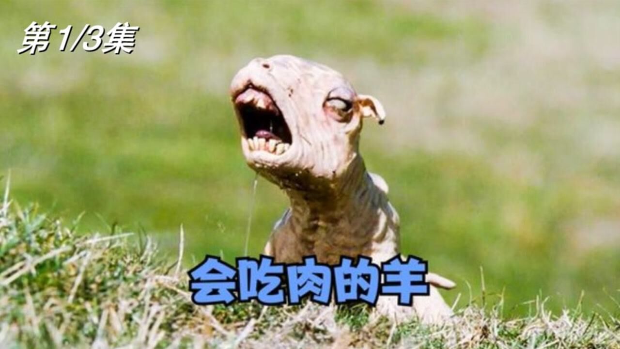 疯疯制作短视频方法 爪疯疯变绵羊之巴西禽流感篇