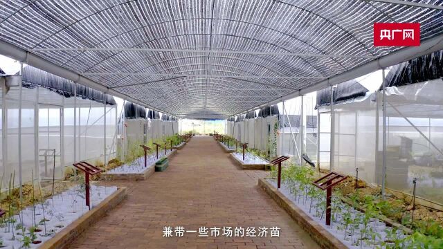 在桂外国专家走进广西金秀 为瑶族医药发展建言献策