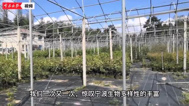 宁波的生物多样性“家底”如何?调研报告令人欣喜,但我们能做的还有很多……