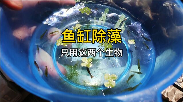 鱼缸除藻只推荐这两种生物,高效无害,另外这几种除藻生物请别用