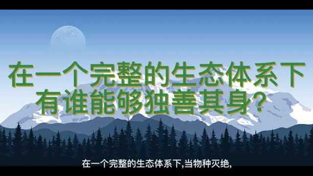 从“濒危物种”到“近危物种”,这些可爱的高原精灵,你了解吗?