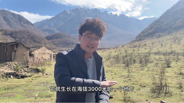 秦岭最高峰的牧儿山小叶针艾,为啥会非常好呢?原来是这个原因