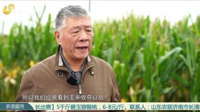 先正达集团中国MAP粮作山东公司推广高湿裹包,助力玉米减损增值