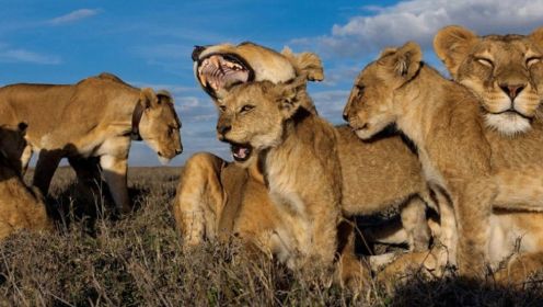 塞伦盖蒂大草原，生活着一个超级狮群，家庭成员的数量多达22名