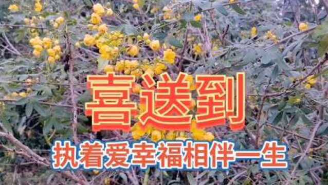 好看的金黄色小花美景,欣赏美丽的树鲜花风光,心情美美哒!