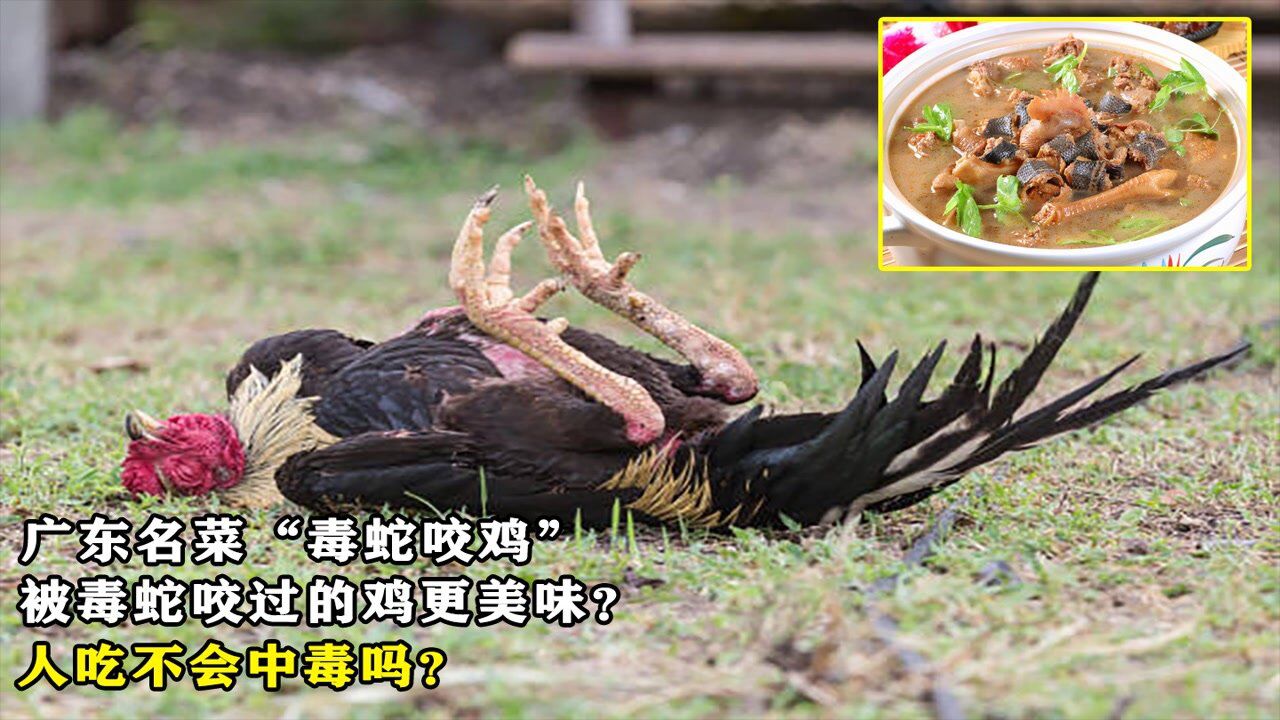 广东名菜“毒蛇咬鸡”，被毒蛇咬过的鸡更美味？人吃不会中毒吗？_高清1080P在线观看平台_腾讯视频