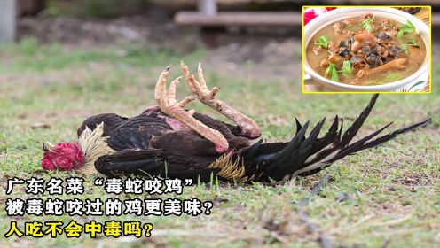 广东名菜“毒蛇咬鸡”，被毒蛇咬过的鸡更美味？人吃不会中毒吗？